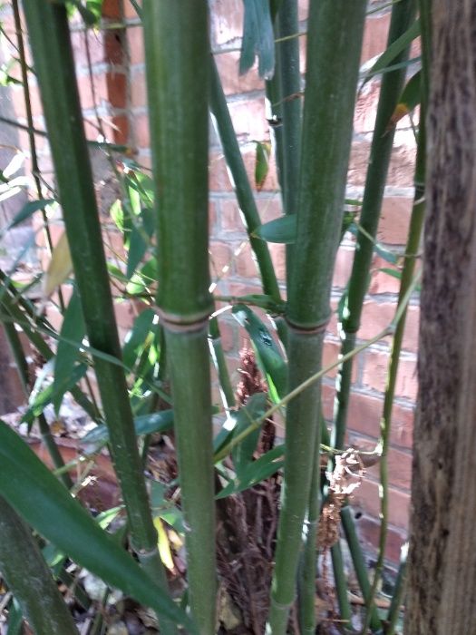 бамбук вічнозелений росток