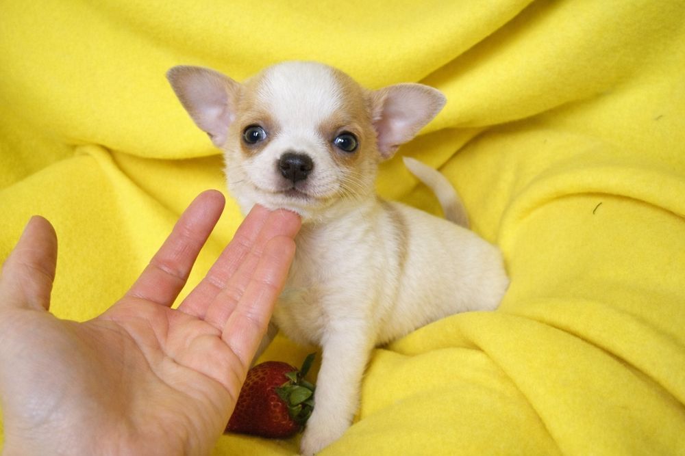 Prześliczny samczyk chihuahua krótkowłosy biały z beżowym