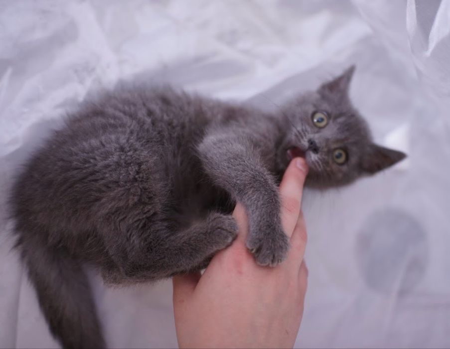 Сіренька киця 5 місяців шукає люблячу сімю