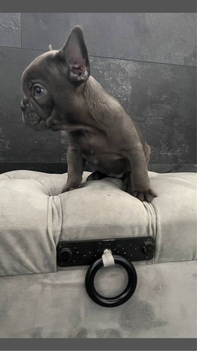 Міні хлопчик, блакитний французік. Доставка Украіна/Европа