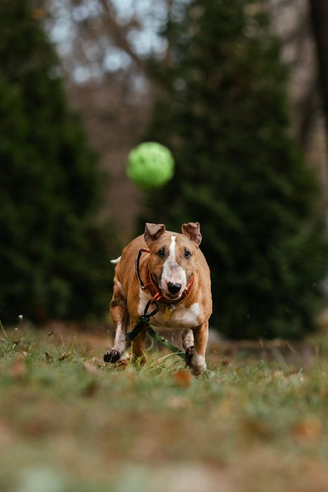 Прилаштовується бультер'єр