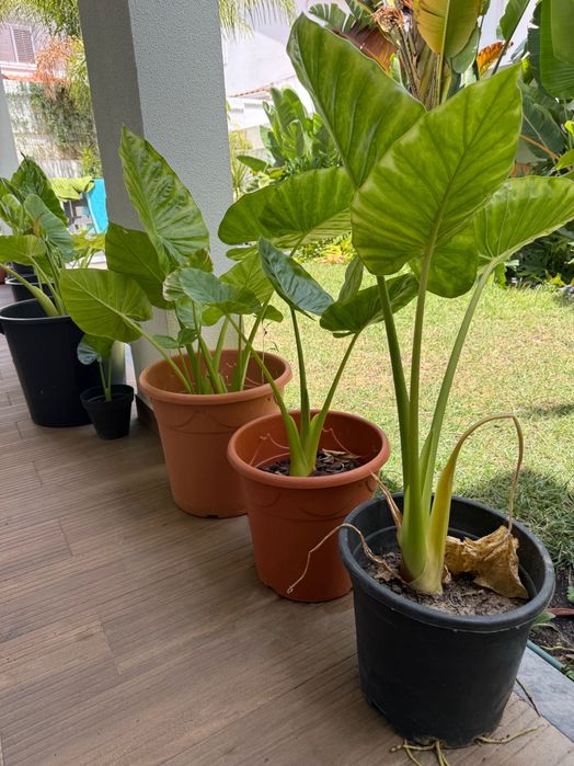 Plantas alocasia macrorrhiza
