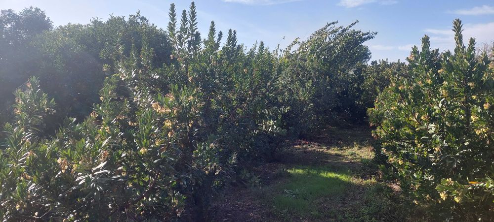 Horta com diversas árvores de fruto, armazéns e poço de água