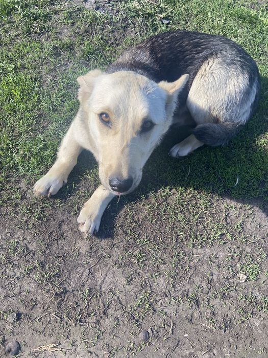 Собака (девочка)