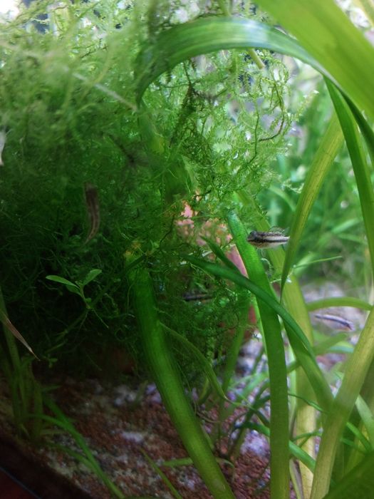 Kribensis // Plantas