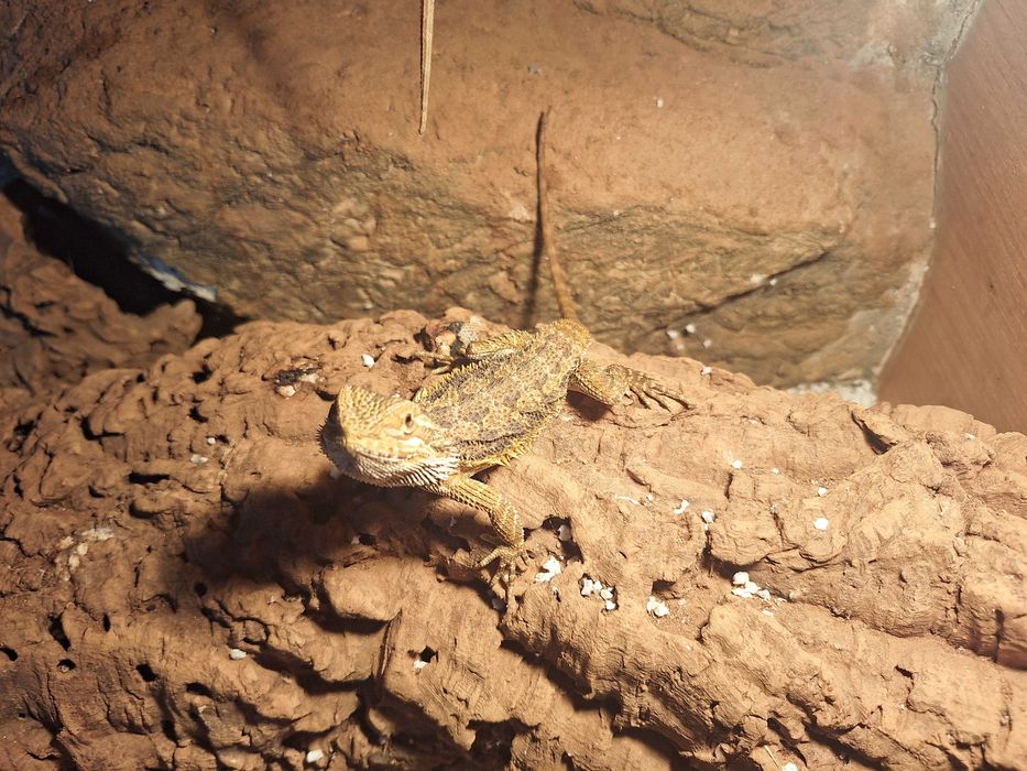 Młoda Agama Brodata red orange