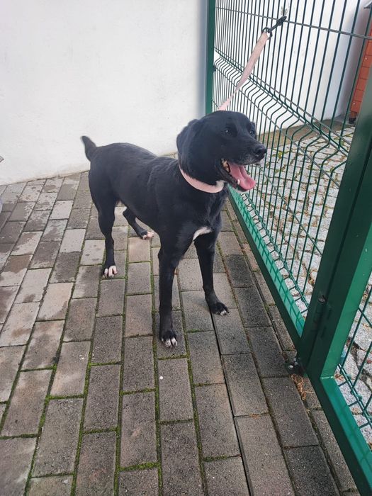 Cadelinha para adopção