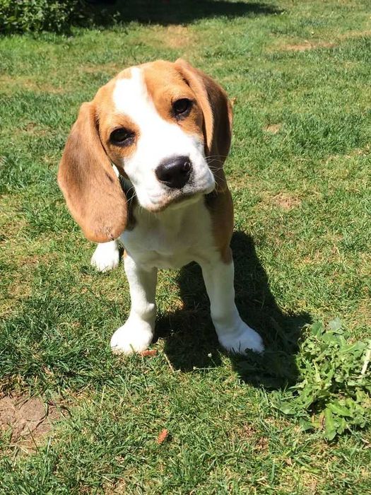 Продаються біглі віком два місяці. Вакциновані