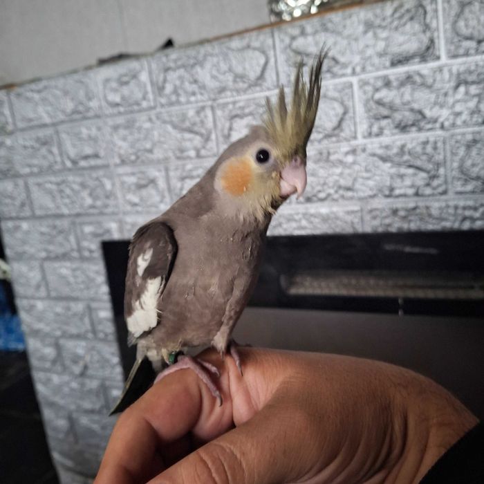 Caturra criado a mao muito manso