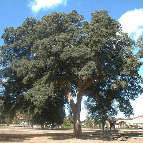 Sobreiro "chaparro" (Quercus suber)