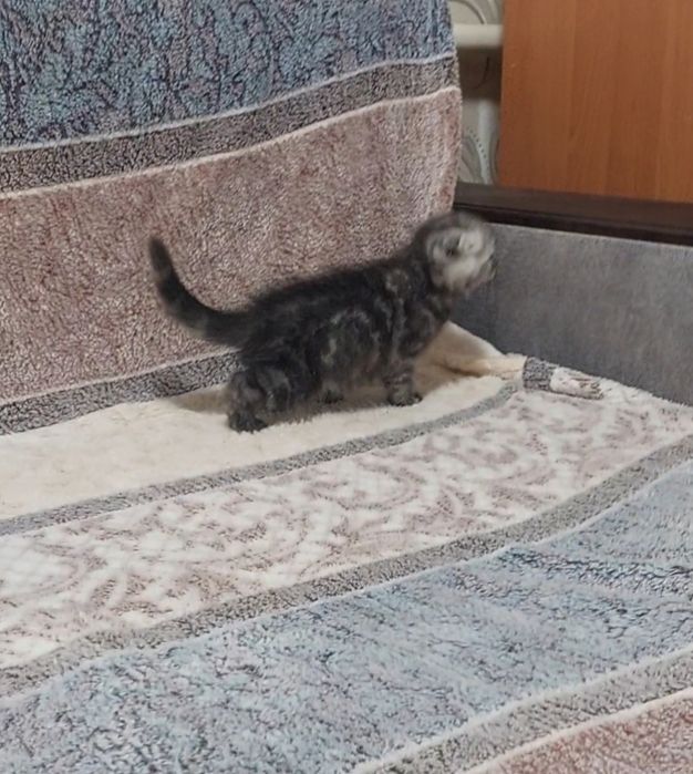 Шотландские котята