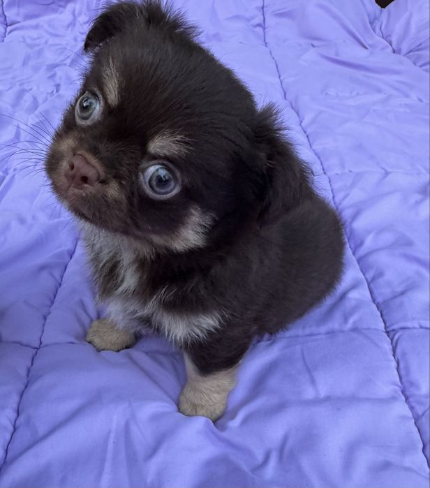 Chihuahua piesek dlugowlosy