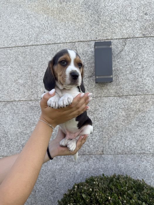 Beagle menino lindo