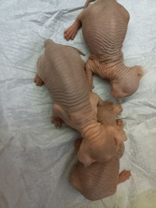 Котята-канадские сфинксы