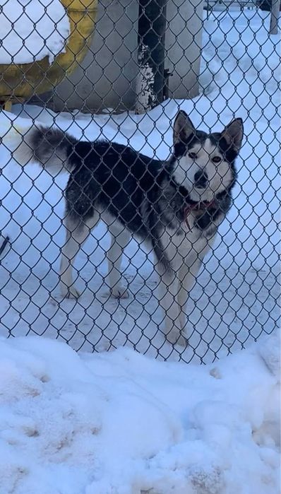 Хаскі в добрі руки