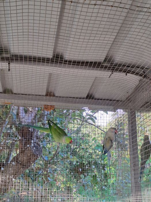 Vendo ou troco lote de  Ring Necks