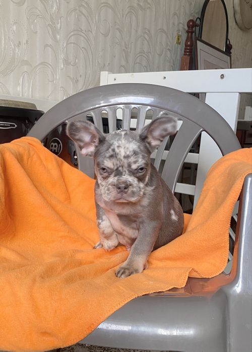 Французик ліловий мерль 2.5 м