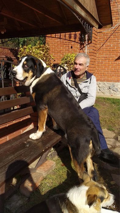 Щенки Среднеазиатской Овчарки