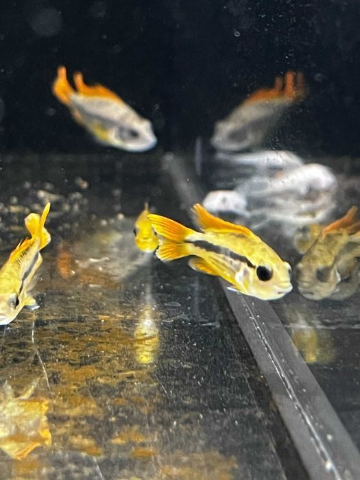 Kakadu Orange - SKALMAR Sklep Akwarysty