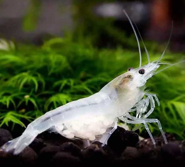 Krewetki White Pear Snow ball - białe | do akwarium