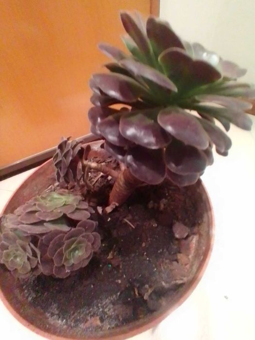 Plantas suculentas muito bonitas.