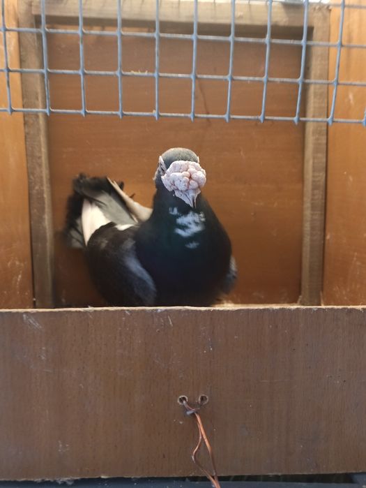 Gołębie staropolskie samiec