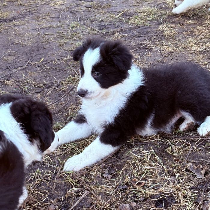 Border collie piesek Joker gotowy do odbioru