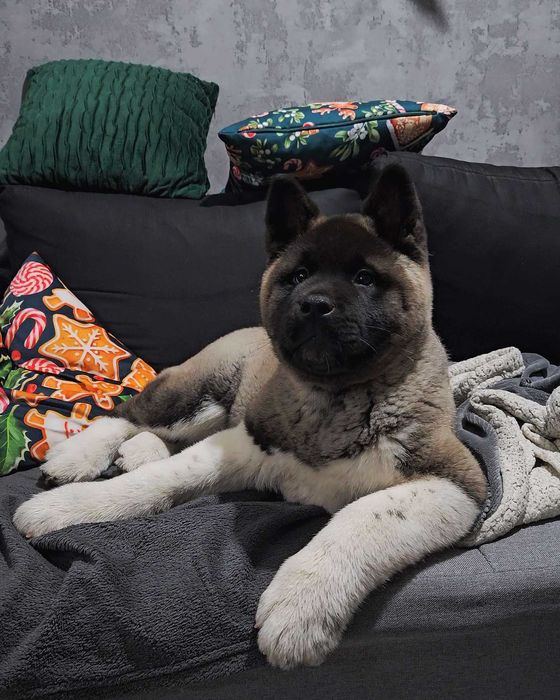 Akita amerykańska Moonflamore FCI