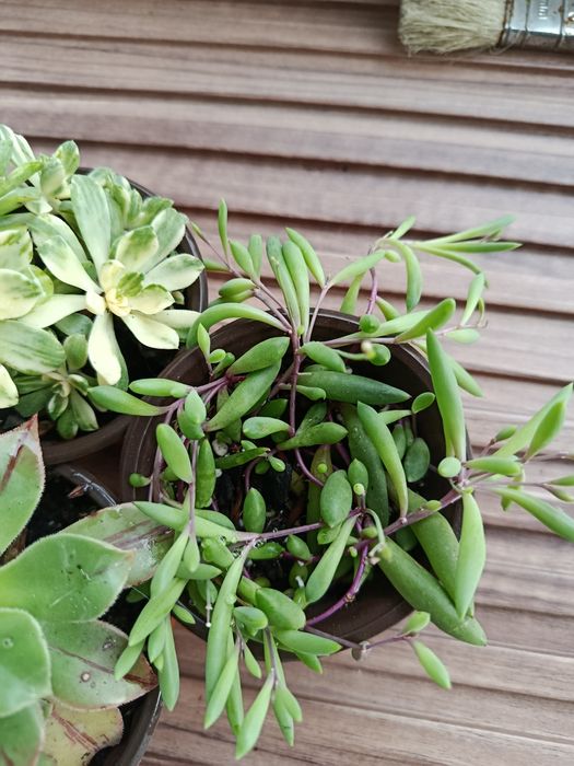 Conjunto de suculentas