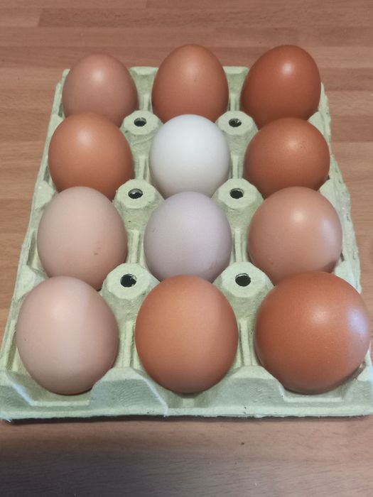 Ovos de  Galinhas Isa Brown e Sussex