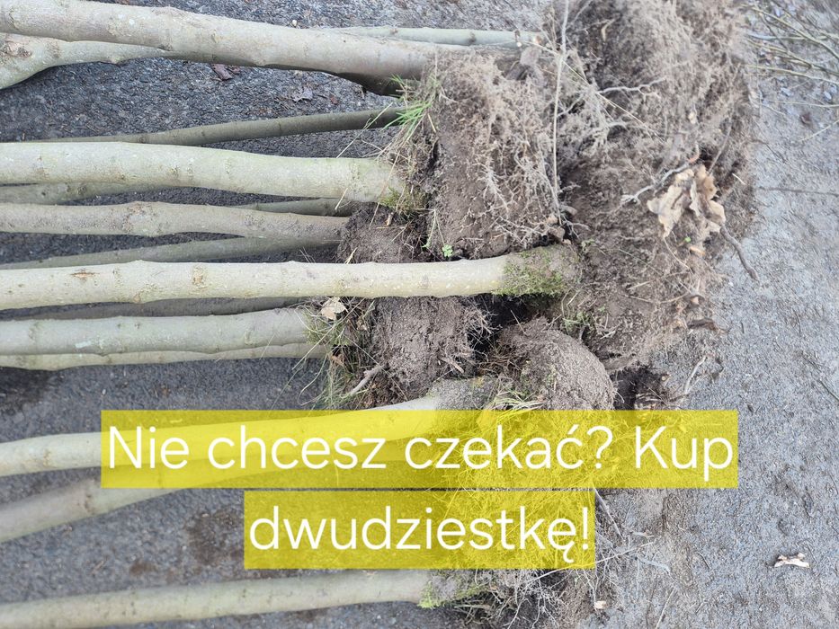 WYPRZEDAŻ! Drzewa pienne z koroną