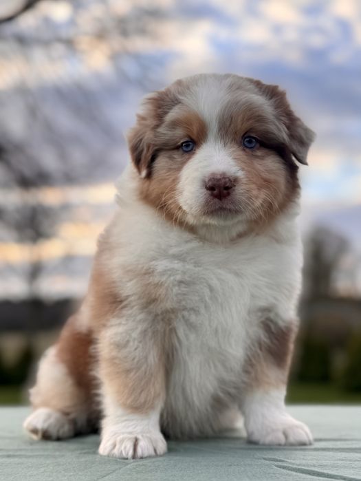 Owczarek australijski , Aussie , piesek