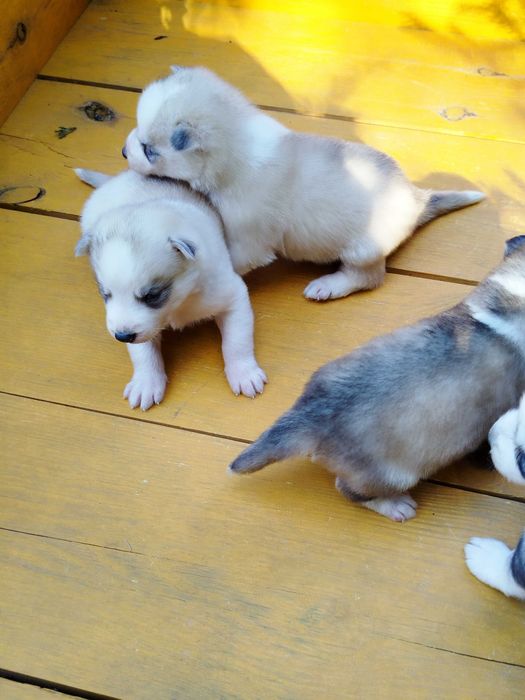 Siberian Husky pies tel.-575302039