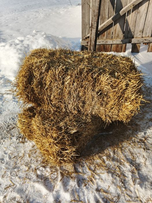 Силос кукурудзяний 2025 року, а також солома в тюках ячмінна та пшен.