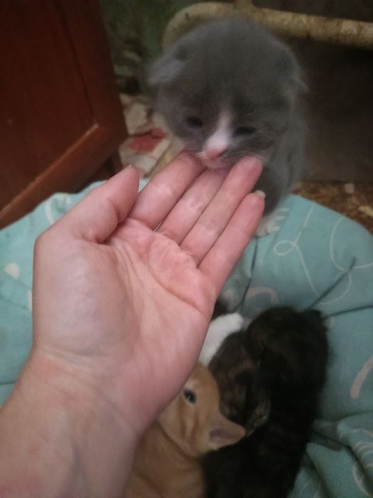 Продам Шотландцы