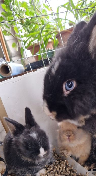 Кролик декоративний . Кролики .