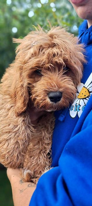 Chłopczyk  cavapoo do odbioru