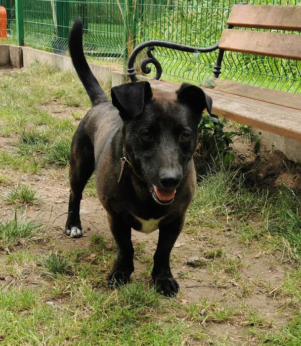 Rabuś czeka na dom...