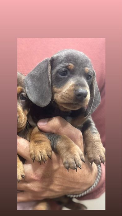 Teckel Azul Femea 2 meses