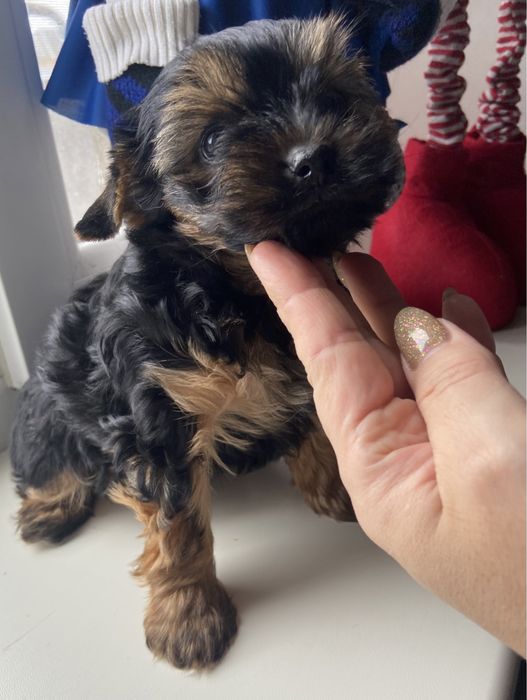 Хлопчик, гарнюній йорчик