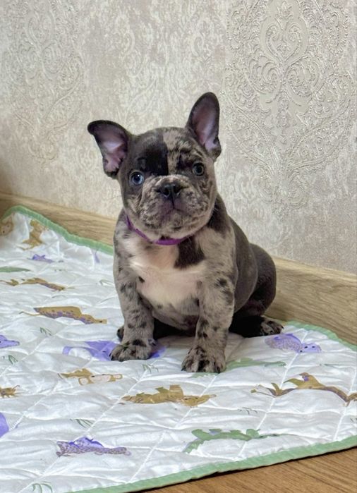 Французькі шкурастики