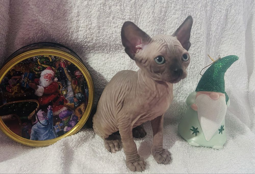 чудове кошеня хлопчик