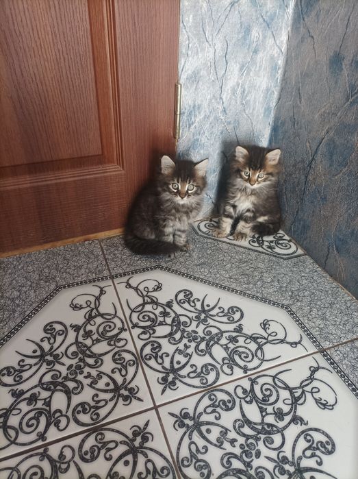 Кошенята 1,5місяці є хлопчики і дівчатка.