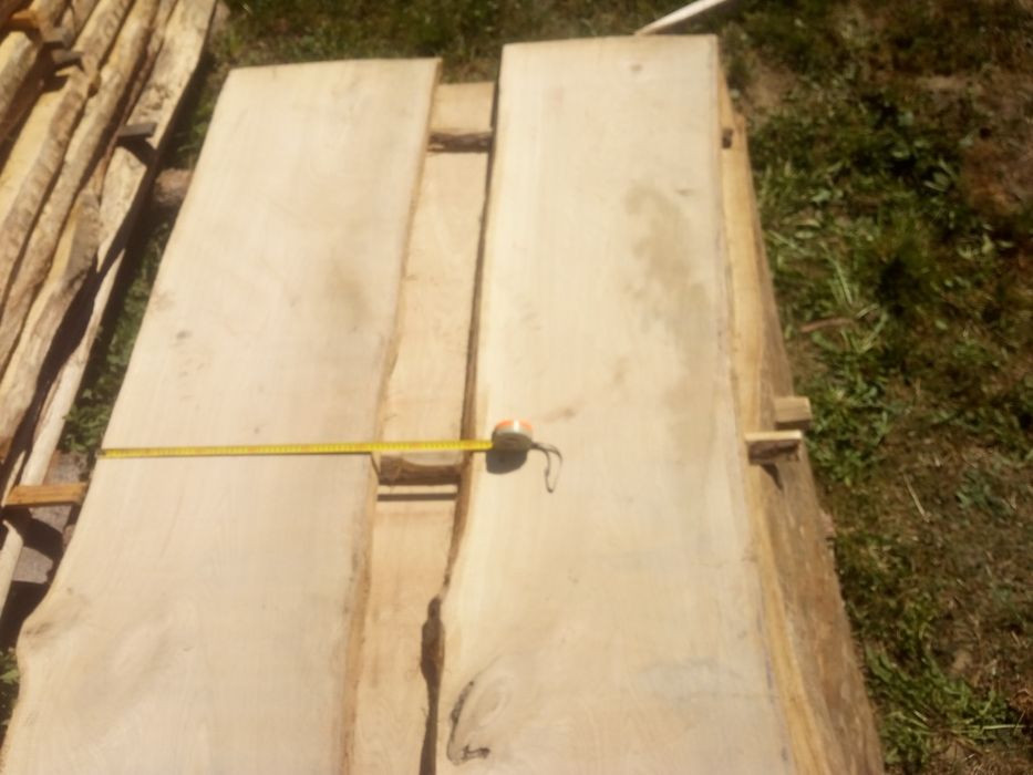 Foszty dębowe świeże ciente