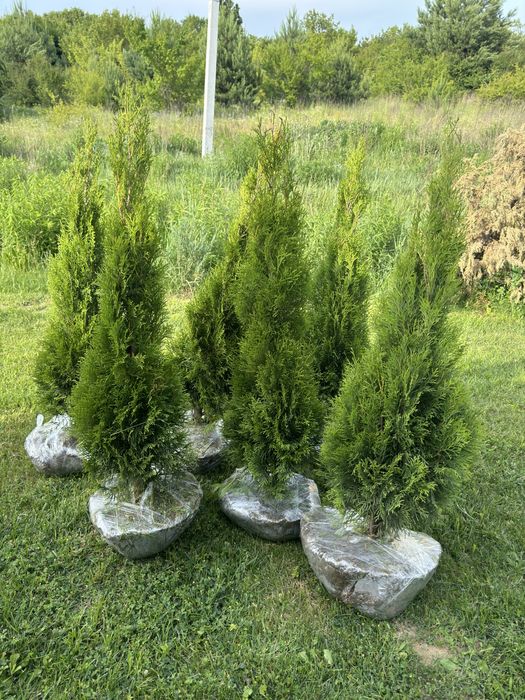 Туя смарагд 80-100см