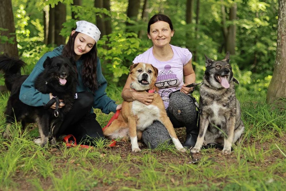 JASKIER - 10 lat, 16kg, łagodny, mix BOKSERA, przekochany. [FILMIK}