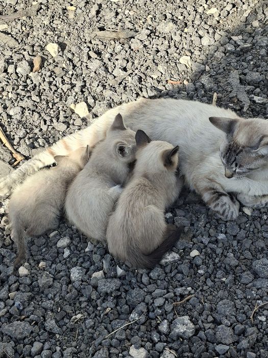 Ofereco gatinhos ciameses  igem por telefone