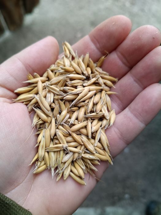 Sprzedam owies  1 rok po centrali