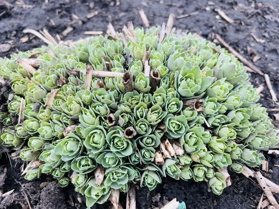 Седум(очиток видний)