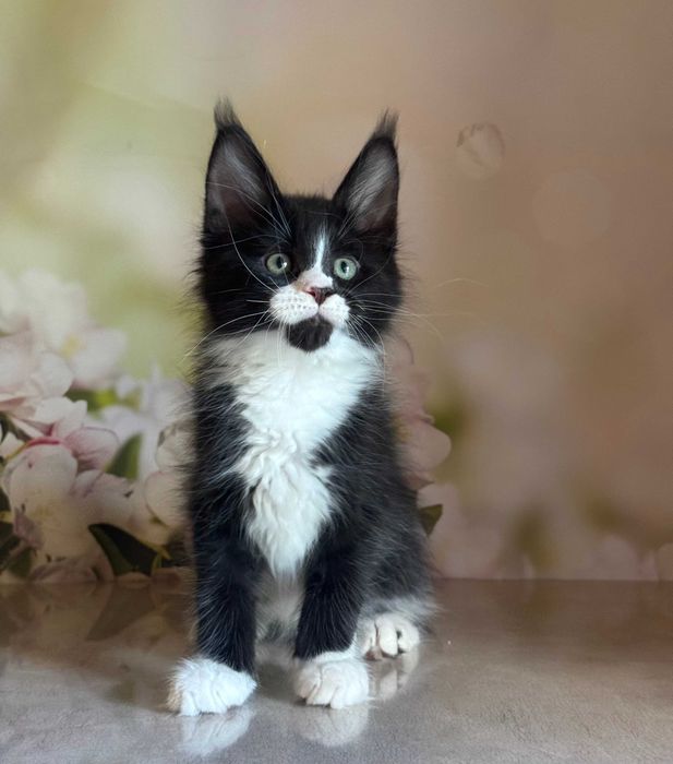 Kocurek Maine Coon Amigo